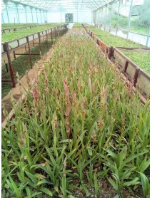 Salep Orkidesi Yumrusu 1 kg 