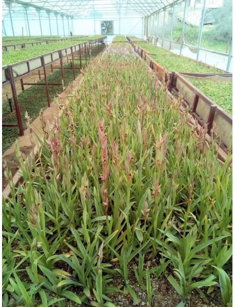 Salep Orkidesi Yumrusu 1 kg 