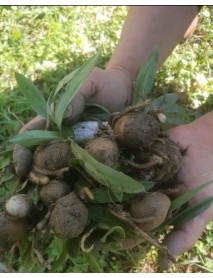 Salep Fidesi (100 Adet) (Serapies,kum Salep,arılı)