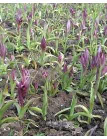 Doğal Salep Fidesi (20 Adet)