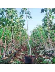Antep Fıstığı Yetiştiriciliği 100 150 CM Arası Boyu 