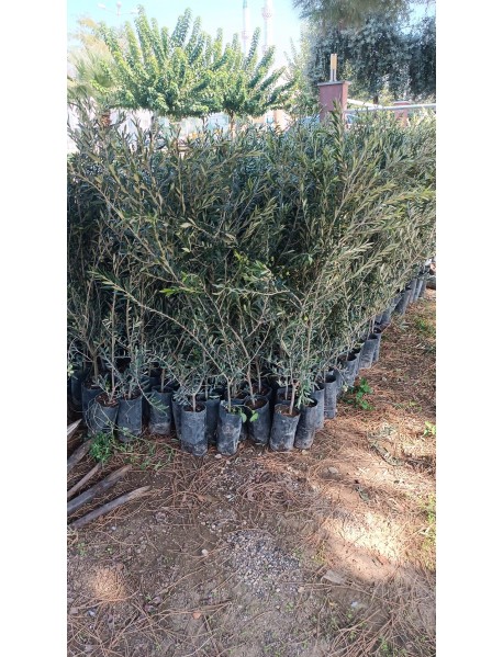  ARBEQUINA (BODUR) ZEYTİN FİDANI  4 Yaş 10 Adet 