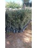 Arbequına (Bodur) Zeytin Fidanı 10 ADET 