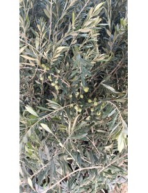 Arbequına (Bodur) Zeytin Fidanı 10 ADET 