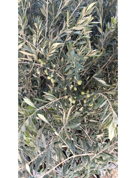  ARBEQUINA (BODUR) ZEYTİN FİDANI  4 Yaş 10 Adet 