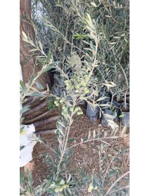 Arbequina Zeytin Fidanı 3 4 Yaş Arası 