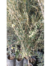 ARBEQUINA (BODUR) ZEYTİN FİDANI  4 Yaş 10 Adet 
