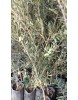  ARBEQUINA (BODUR) ZEYTİN FİDANI  4 Yaş 10 Adet 