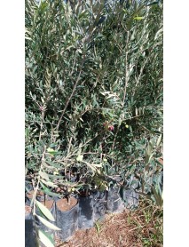 Arbequina Zeytin Fidanı 3 4 Yaş Arası 