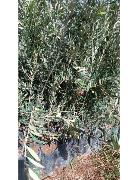 Arbequina Zeytin Fidanı 3 4 Yaş Arası 