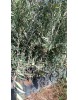 Arbequina Zeytin Fidanı 3 4 Yaş Arası 