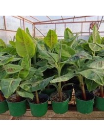 Bodur Muz Fidanı 30_70cm  ÜCRETSİZ KARGO 