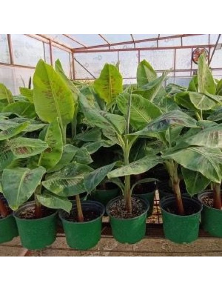 Bodur Muz Fidanı 30_70cm  ÜCRETSİZ KARGO 