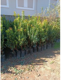 Kocayemiş, Dağ Çileği (Arbutus Unedo) Fidanı 80 150 cm 