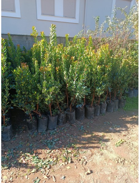 Kocayemiş, Dağ Çileği (Arbutus Unedo) Fidanı 80 150 cm 