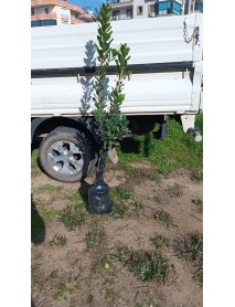  Dağ Çileği , Koca yemiş , Davulga fidanı