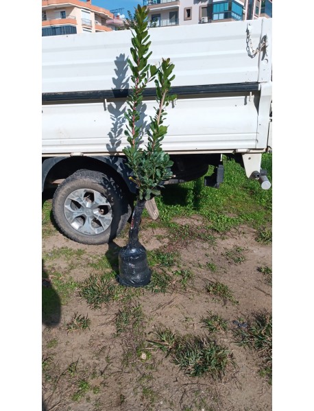 Dağ Çileği , Koca yemiş , Davulga fidanı Dağ Çileği , Koca yemiş , Davulga fidanı