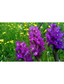  Salep Orkidesi Fidesi 1 kg