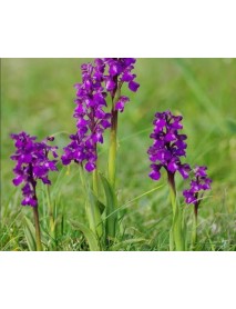 Salep Fidesi (10 Kg ) (Serapies, Kum Salep,Arılı) 