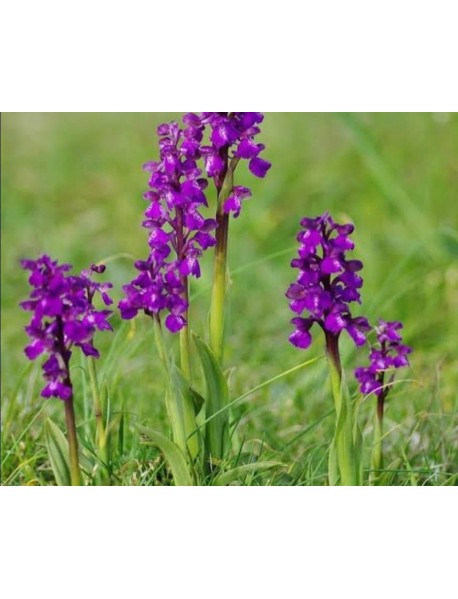 Salep Fidesi (10 Kg ) (Serapies, Kum Salep,Arılı) 