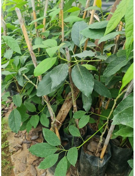 Avakado Zutano Fidanı 4 Adet Avakado Zutano Fidanı 4 Adet