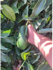 Avakado Zutano Fidanı 4 Adet