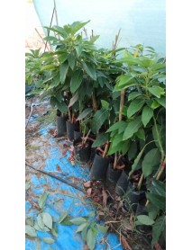 Avakado Pinkerton Fidanı 4 Adet