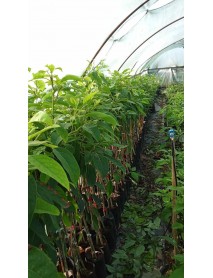 Avakado Pinkerton Fidanı 4 Adet