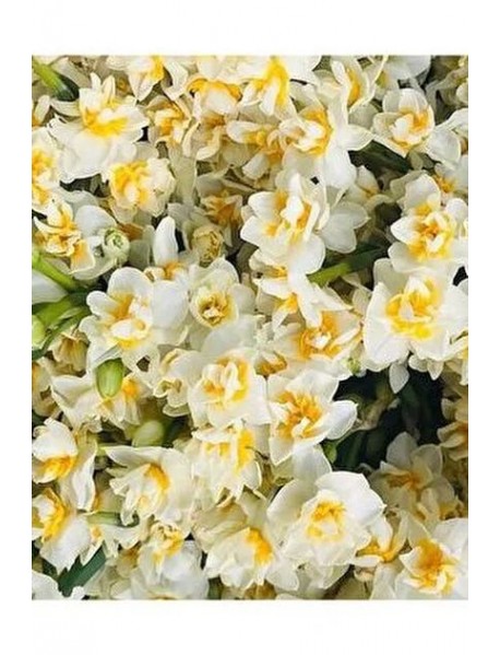 Mis Kokulu Karaburun Nergiz (nergis) Soğanı 10 Adet