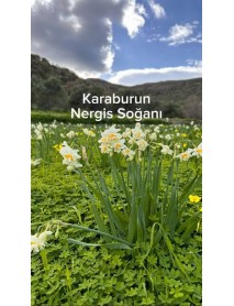 Mis Kokulu Karaburun Nergiz (nergis) Soğanı 10 Adet