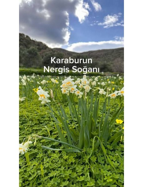 Mis Kokulu Karaburun Nergiz (nergis) Soğanı 10 Adet Mis Kokulu Karaburun Nergiz (nergis) Soğanı 10 Adet