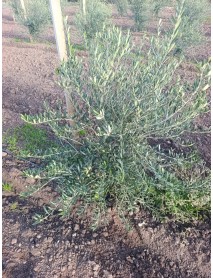 Arbequina Zeytin Fidanı - Mavi Sertifikalı Fidanlar  50 ADET 