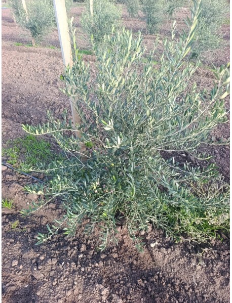 Arbequina Zeytin Fidanı