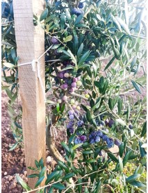 2 Yaş İspanyol Arbequina Zeytin Fidanı 10 Adet