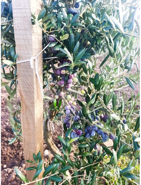 Arbequina Zeytin Fidanı