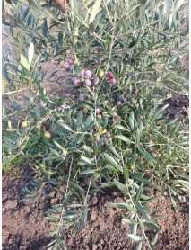 ARBEQUINA ZEYTİN FİDANI ( Bodur )