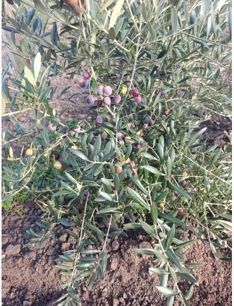 Arbequina Zeytin Fidanı