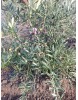 ARBEQUINA ZEYTİN FİDANI ( Bodur )