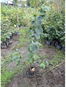  ORDU GÜRGENTEPE ÇAKILDAK FINDIK FİDANI TÜPLÜ 1 YAŞ ÜCRETSİZ KARGO 