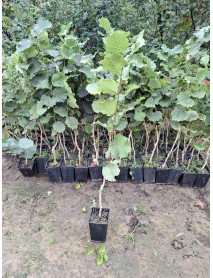  ORDU GÜRGENTEPE ÇAKILDAK FINDIK FİDANI TÜPLÜ 1 YAŞ ÜCRETSİZ KARGO 