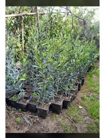 ARBEQUINA ZEYTİN FİDANI ( Bodur )