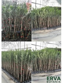 Arbequina (Bodur) Zeytin Fidanı