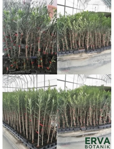 Arbequina (Bodur) Zeytin Fidanı