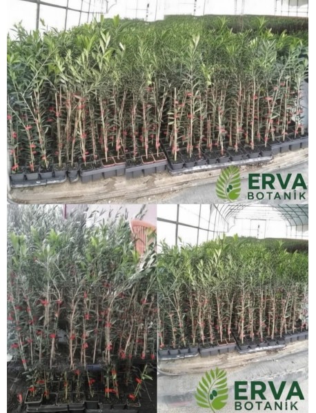 ARBEQUINA (BODUR) ZEYTİN FİDANI 20 40 cm 
