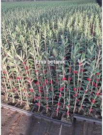 Bodur Arbequina Zeytin Fidanı Tüplü 1 Yaş (30-40 cm)-