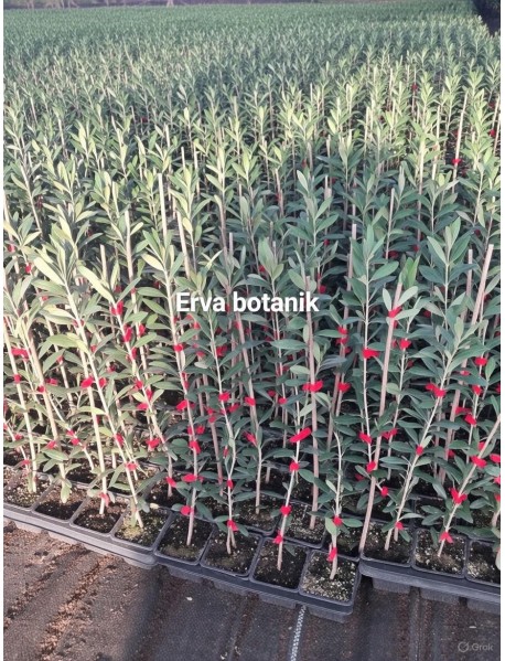 Arbequina (Bodur) Zeytin Fidanı