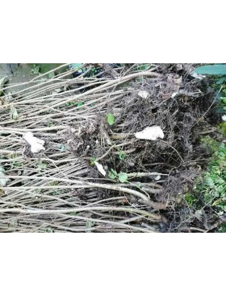  ÇAKILDAK FINDIK FİDANI AÇIK KÖK 100 CM ÜCRETSİZ KARGO 