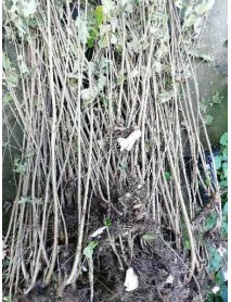  ÇAKILDAK FINDIK FİDANI AÇIK KÖK 100 CM ÜCRETSİZ KARGO 