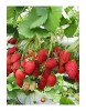 12 Adet Çilek Fidesi ( Albion ) Yediveren Tüplü ÜCRETSİZ KARGO 