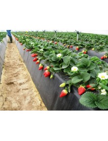  50 Adet Albion ( Yediveren ) Çilek Fidesi Açık Kök Frigo ÜCRETSİZ KARGO 